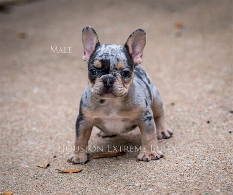 Frenchie Puppies — Houston Extreme Bully