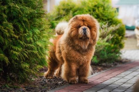 Top 10 Ginger Dog Breeds | PetGuide