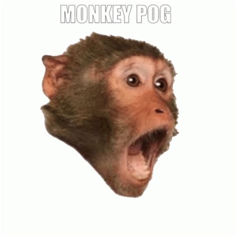 Monkey Pog Poggers GIF - MonkeyPog Pog Poggers - Discover & Share GIFs