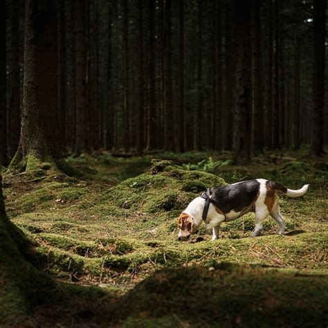 Does Cancer Make A Dog Smell Bad