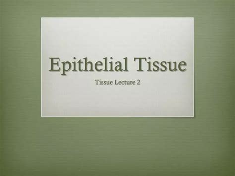 Ppt Epithelial Tissue Powerpoint Presentation Free Download Id 2534536