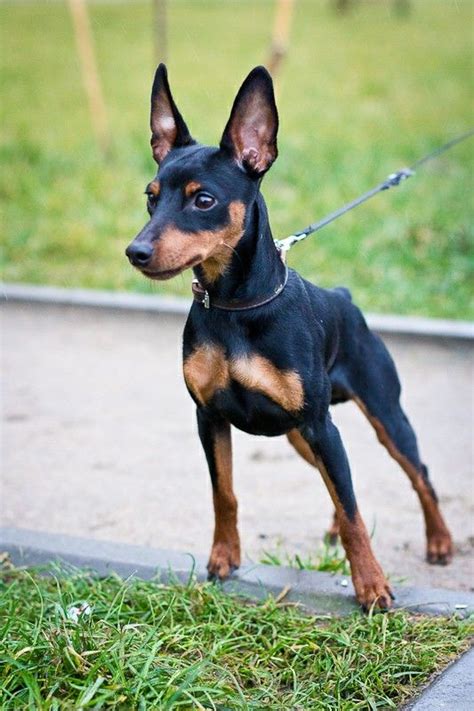 Teacup Doberman Pinscher Puppies