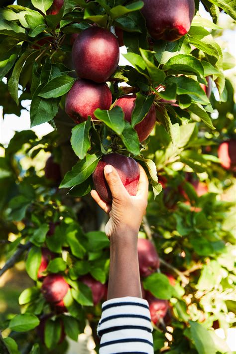 Eastern Apple Crop Is Snapping To It In 2021 The Packer