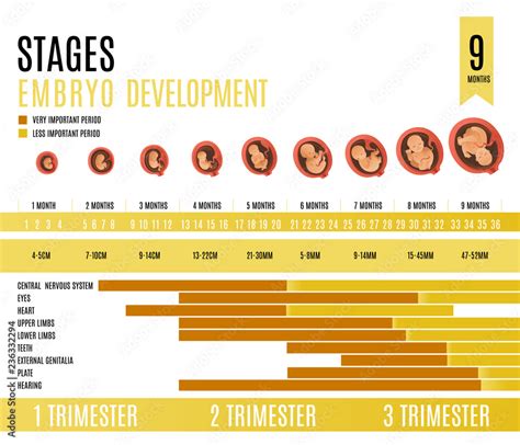 Embryo Development Month And Trimester Stages Vector Illustration