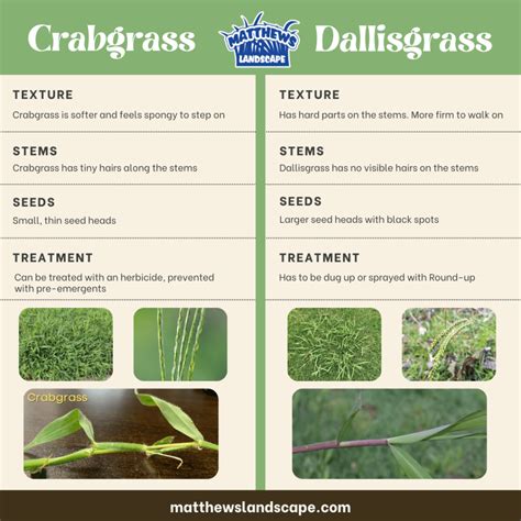 Crabgrass Vs Dallisgrass Matthews Landscape And Pest