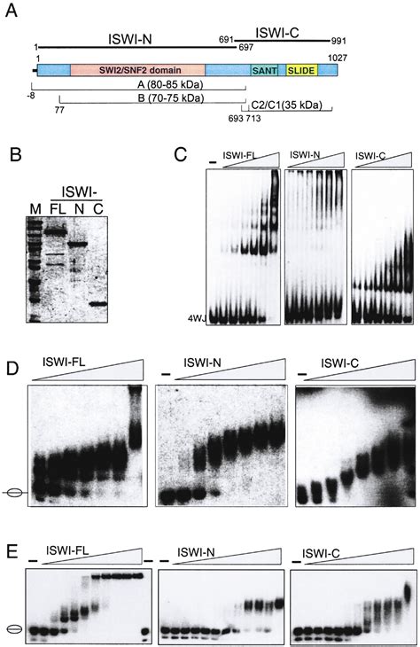 Crystal Structure And Functional Analysis Of A Nucleosome Recognition