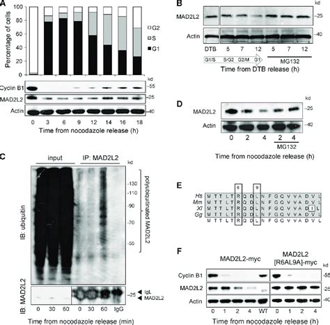 MAD2L2 Degradation In Early Anaphase Is Dependent On A Destruction Box