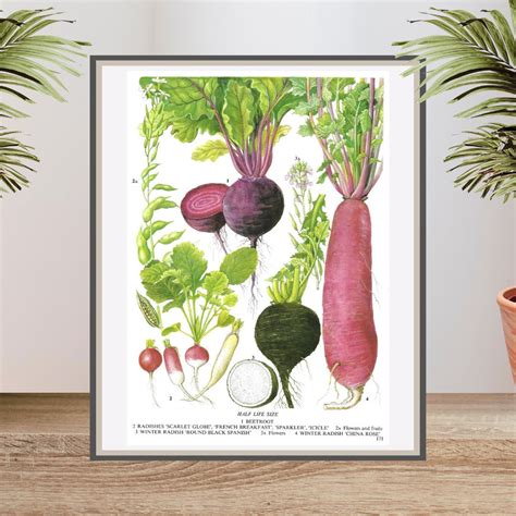 Unframed Vintage Vegetable Print For Wall Art Beetroot Radishes