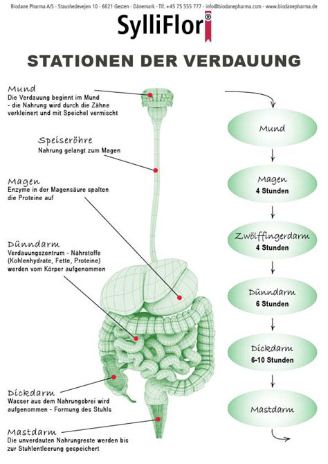 So Funktioniert Das Verdauungssystem Stationen Der Verdauung