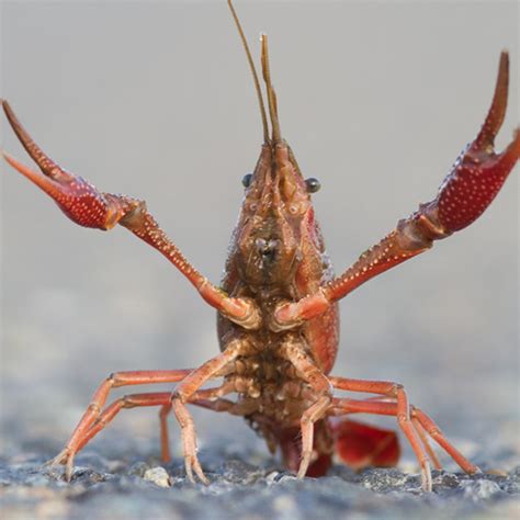 Red Swamp Crayfish Michigan Invasive Species Sea Life Michigan Aquarium