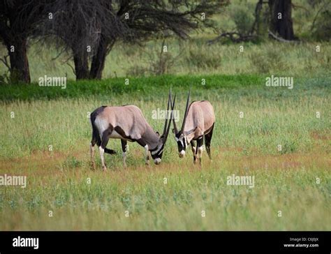 Kalahari gemsbock nationalpark hi-res stock photography and images - Alamy