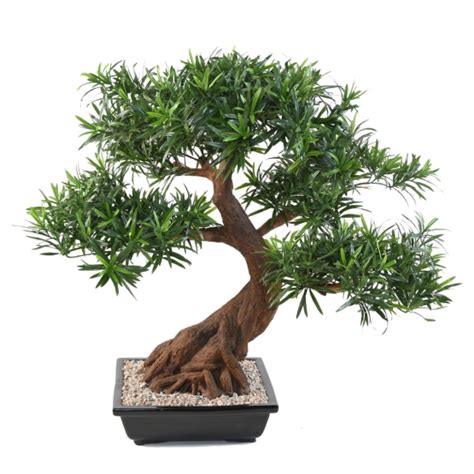 Bonsai Podocarpus Artificiel De Cm