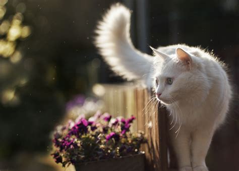 壁纸 晶须 花 眼 小猫 动物群 脊椎动物 特写 猫像哺乳动物 微距摄影 中小型猫 3893x2784