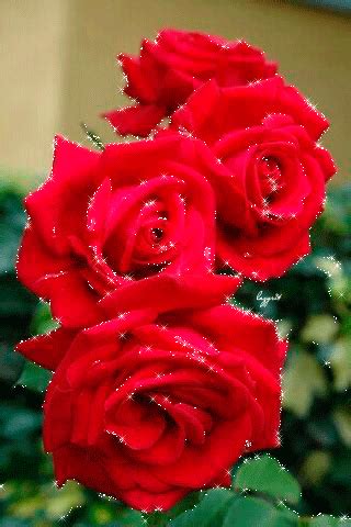 Three Red Roses With Water Droplets On Them