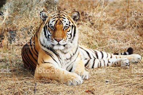 Close Up Of A Tiger Lying Down On Straw Royalty Free Stock Photo