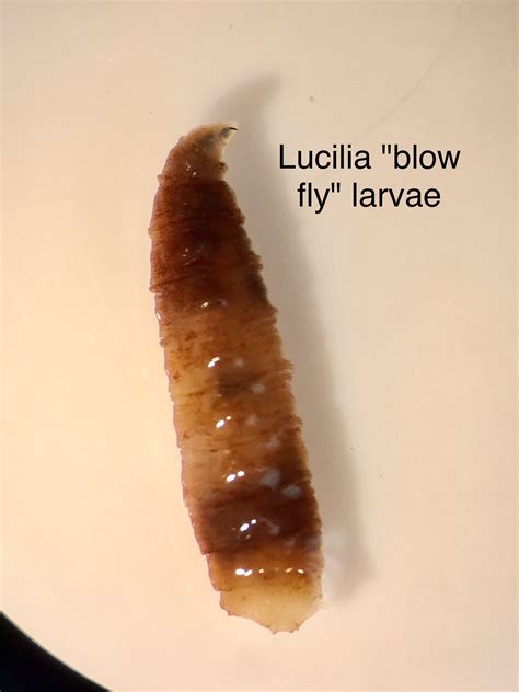 Blowfly Maggot