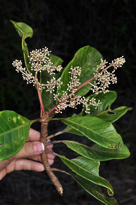 Buchanania Arborescens Anacardiaceae Image At Phytoimages Siu Edu