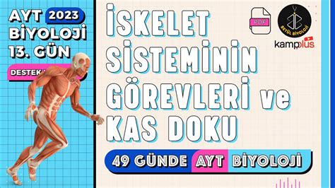 Skelet Sisteminin G Revleri Ve Kas Doku S N F Yks