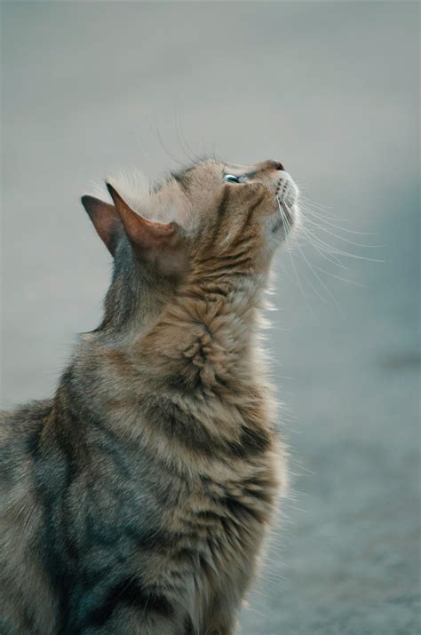 Pets$ Photos, Download The BEST Free Pets$ Stock Photos & HD Images