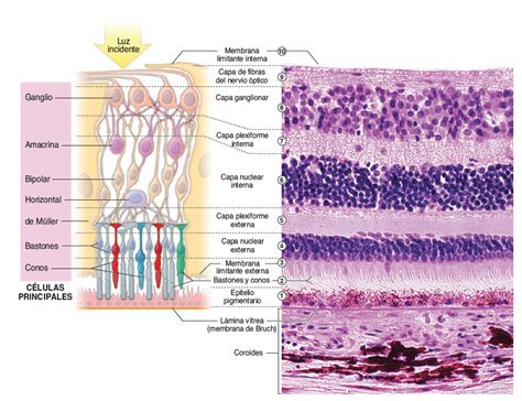 Cooperaci N Ingresos Adicto Capas Del Nervio Optico Plan Italiano Medicina