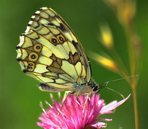 CONOCIENDO MAS: MARIPOSAS EXÓTICAS