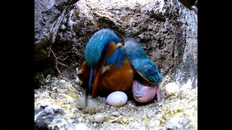 Kingfisher Coughing Up A Pellet Discover Wildlife Robert E Fuller