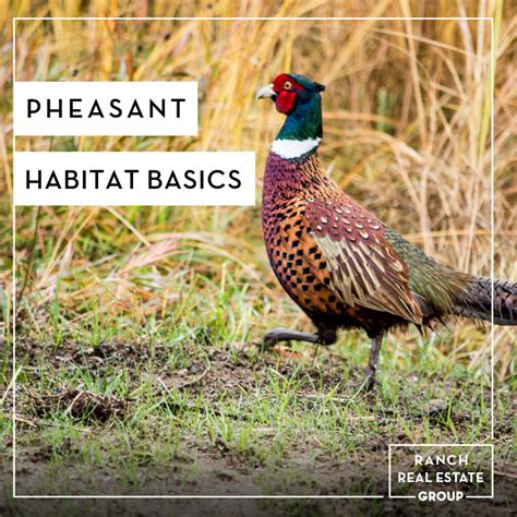 Pheasant Habitat Basics – DELGER REAL ESTATE – MONTANA RANCHES