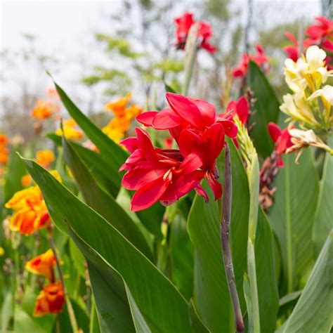 Canna Lily Gardeners World | Fasci Garden