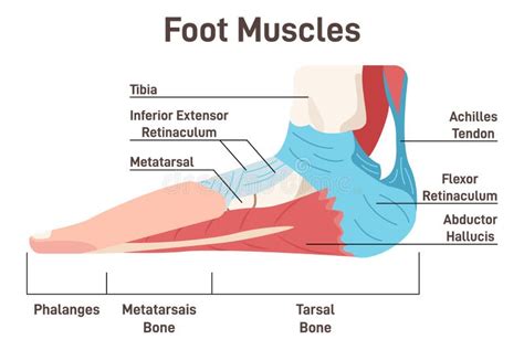 Foot Muscles and Tendons. Anatomy of Leg and Foot, Human Stock Vector ...