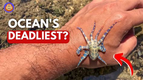 How Deadly Is The Blue Ringed Octopus Really Youtube