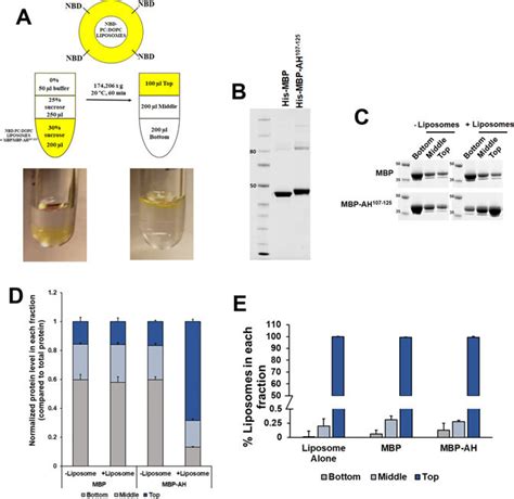 Recombinant Maltose Binding Protein Mbp Ah 107 125 Fusion Protein Download Scientific Diagram