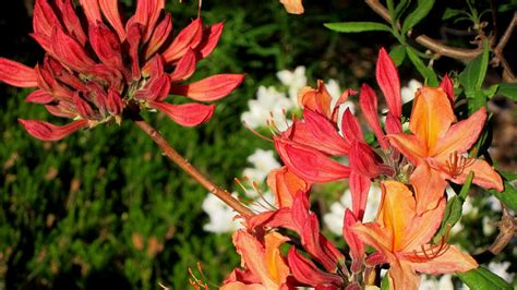 Rhododendron Choptank River Sweet And Random White Azale Flickr