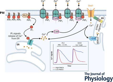 PMCA And PIP 2 Interaction And Its Role In Ca 2 Signalling By Binding