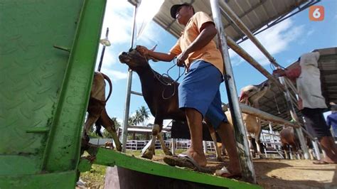 Wabah Pmk Belum Berakhir Ratusan Sapi Di Sulteng Terjangkit Regional