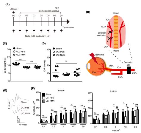 IJMS Free Full Text Nicotinamide Mononucleotide Protects Against