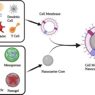 Nanocarriers With A Cell Membrane Coating For Cancer Drug Delivery