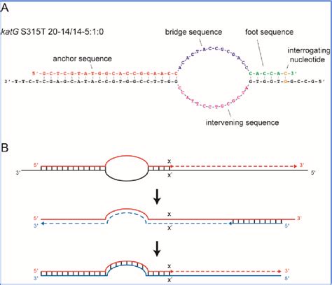 Pdf Ultrasensitive Detection Of Multidrug Resistant Mycobacterium