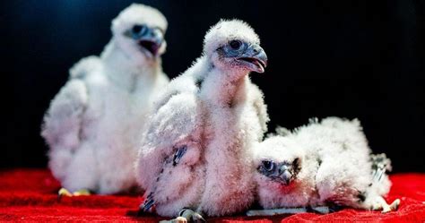 Capitol Peregrine Falcon Chicks Banded Naming Contest Begins