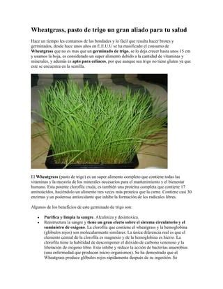 Wheatgrass Hierba De Trigo Un Gran Aliado Para Tu Salud