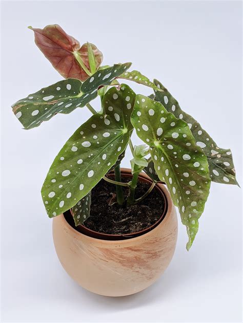 How To Care For Polka Dot Begonia Step By Step Guide