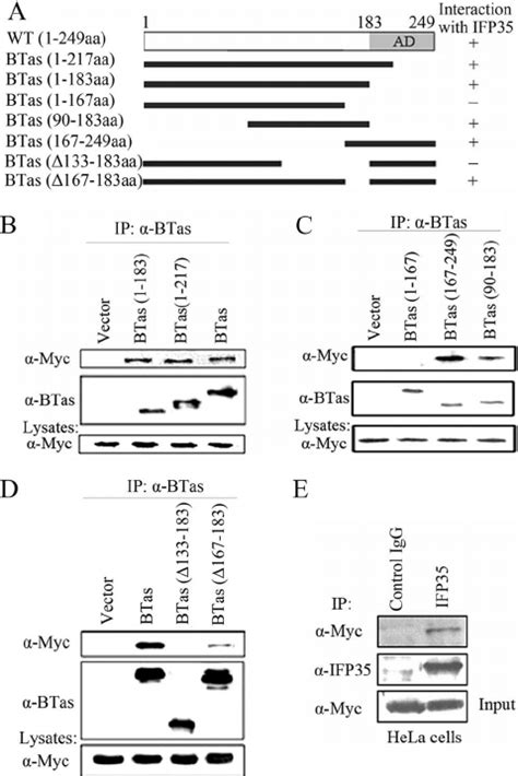 Identification Of The Ifp Domain Responsible For Binding To Btas A