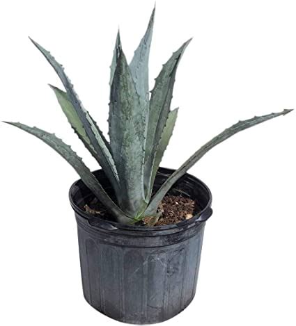 Agave Americana Blue Century Plant Grow Wild Greenery