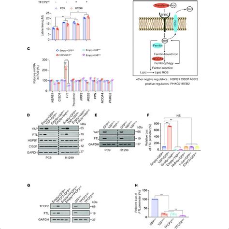 Ferroptosis Inhibition Induced By Yap Sustain Is Abrogated By Ftl