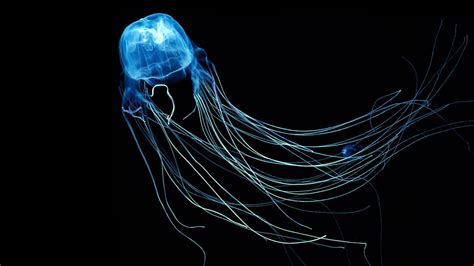 jellyfish, Underwater Wallpapers HD / Desktop and Mobile Backgrounds