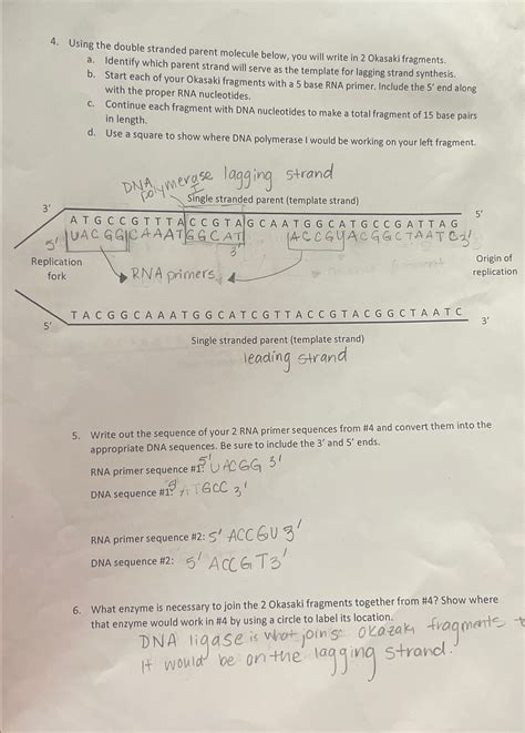Okasaki Fragments Would Be Found At The Strand 10