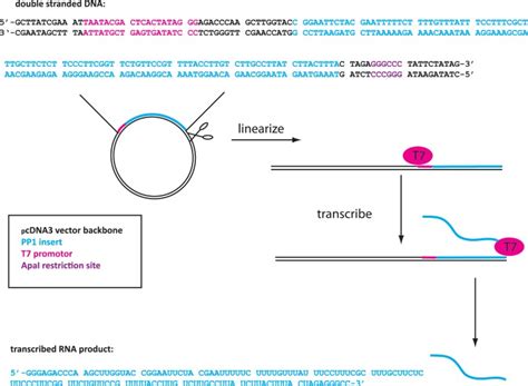 Schematic Of SsRNA Pentaprobe Production PcDNA3 1 Vector Containing A