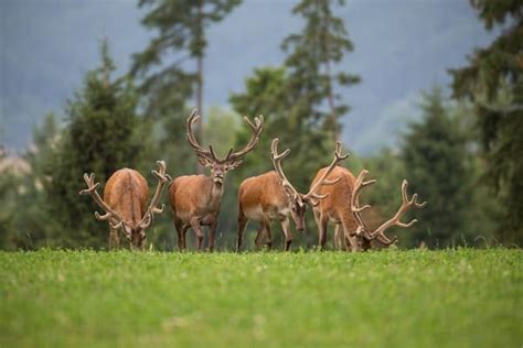 Deer Antler Velvet: The Science Behind the Supplement - Dr. Buzby's ...