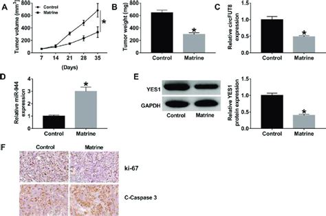 Matrine Repressed Nsclc Tumor Growth In Vivo A And B The Volume And