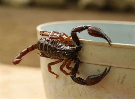 Cómo evitar la presencia de alacranes en las casas TN