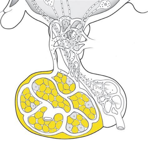 Fichas de aprendizaje FISIOLOGÍA ENDOCRINO ADENOHIPÓFISIS Quizlet